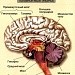 "Строение и функции головного мозга" 8 класс